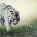 Тигр-альбинос у реки