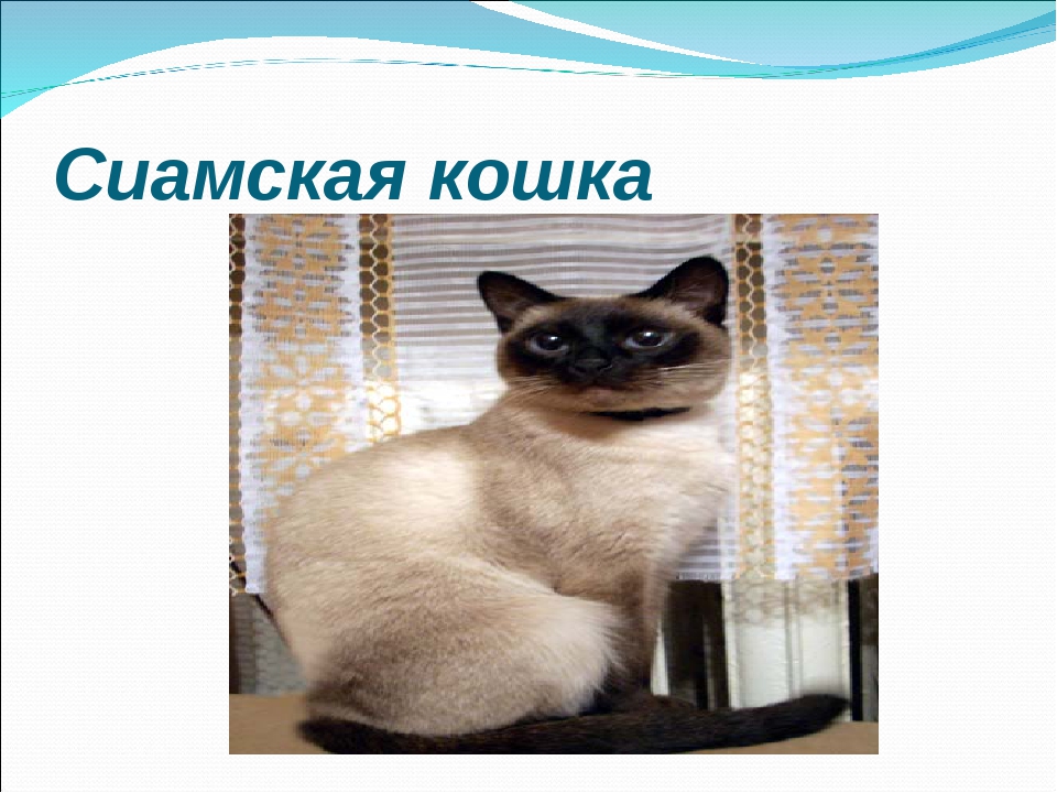 сиамская кошка информация