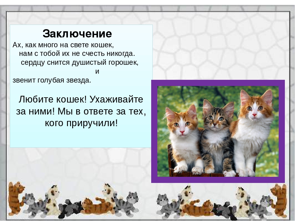 Проект кошки презентация. Проект домашние животные. Презентация про кошек. Рассказ о домашних кошках. Проект на тему кошки.