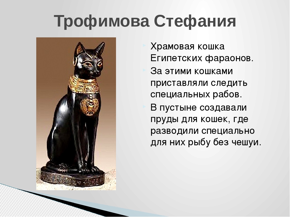 Кошка без истории. Легенда о кошке в Египте. Легенды о кошках. Интересные факты о египетских кошках. Священные животные древнего Египта.