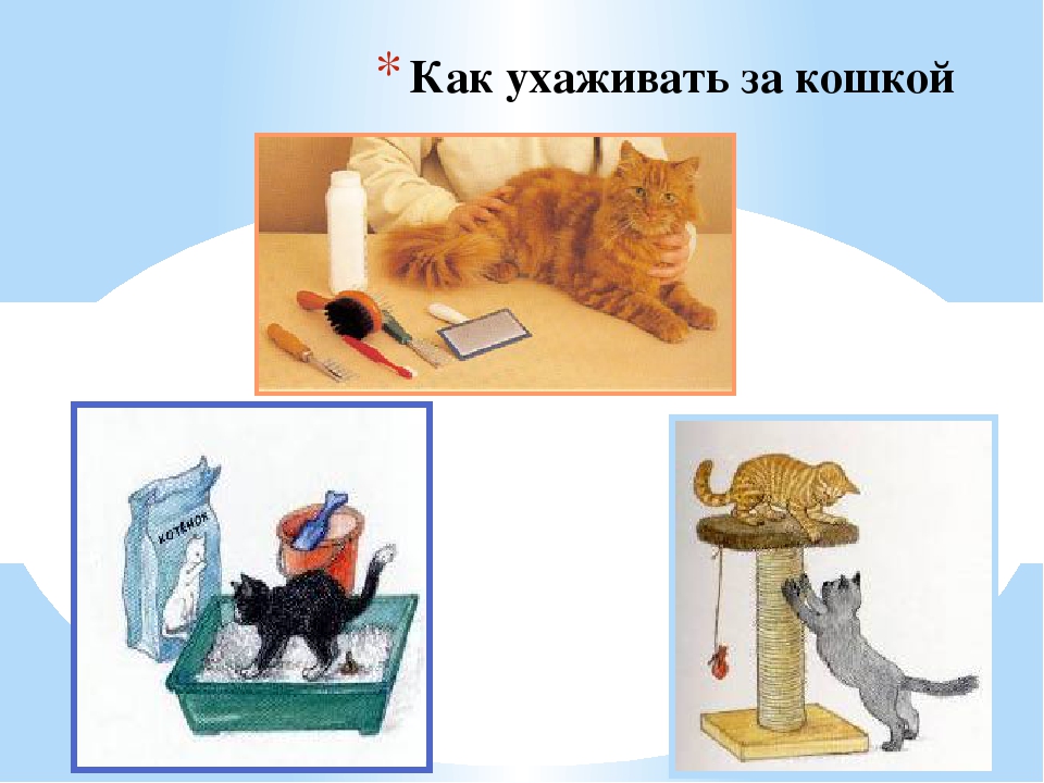 Картинки как ухаживать за кошкой для детей