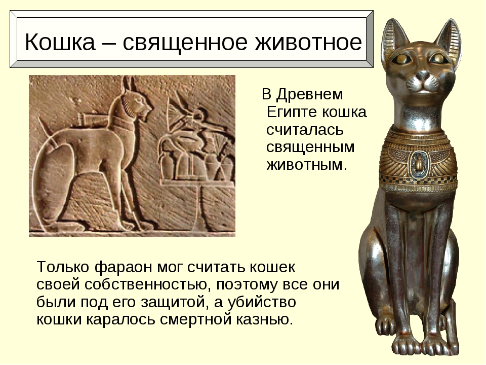Музыка древнего египта для кошек