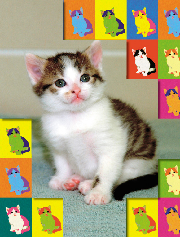 Первая в мире клонированная домашняя кошка по имени Копирка. Подробнее далее в статье. Фото Л. Вэдсворта