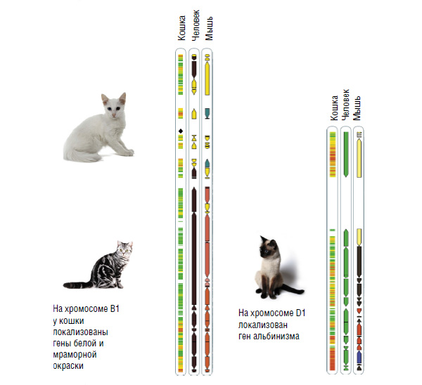 Люди не так уж и далеко ушли от своих домашних любимцев. Например, хромосома B1 у кошки состоит из фрагментов хромосом 4 и 8 человека, а D1 практически идентична хромосоме 11 человека. По сравнению с кошкой хромосомы мыши претерпели гораздо более значительные перестройки. Так, хромосома B1 кошки содержит фрагменты пяти, а хромосома D1 — четырех мышиных хромосом