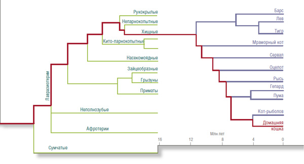 Благодаря молекулярно-генетическим данным на общем родословном древе млекопитающих выделены последовательные ветвления. По: (Nishihara, Hasegawa & Okada, 2006). Судя по филогенетическому древу семейства кошачьих, домашняя кошка появилась в Евразии около 5 млн лет назад. По: (Brien et al., 2008)