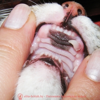 когда у котят меняются зубы смена зубов у котят, когда у кошек меняются зубы, когда меняются зубы у котов, меняются ли у кошек зубы, смена зубов у кошек, какие зубы меняются у котят, смена зубов у котов, меняются ли зубы у котов, смена зубов у котят симптомы, меняются ли зубы у котят, у котенка меняются зубы симптомы, смена зубов у котят возраст, кошки меняют зубы, смена зубов у кошек возраст, смена молочных зубов у котят, меняют ли кошки зубы, смена молочных зубов у кошек, у кота меняются зубы симптомы, смена зубов у котят фото, смена зубов у британских котят, молочные зубы у кошек