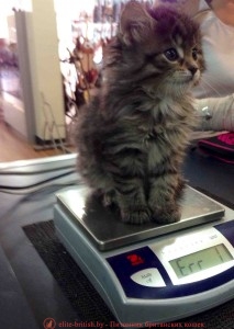 вес котенка, вес котят по месяцам, вес британских котят, вес шотландского котенка, таблица веса котят, вес котенка мейн кун, вес котенка в 3 месяца, вес котенка в 4 месяца, вес котенка в 2 месяца, вес котенка в 5 месяцев, вес шотландских котят по месяцам, вес котенка по месяцам таблица, вес британского котенка по месяцам, нормы веса котят, вес месячного котенка, нормальный вес котят, вес новорожденного котенка, вес новорожденных котят, таблица веса британских котят, рост и вес котенка, таблица веса шотландских котят, шотландские вислоухие котята вес, вес котенка в 6 месяцев, котенок не набирает вес, вес котят по неделям, вес котенка в 1 месяц, вес и возраст котенка, котенок не прибавляет в весе, вес обычного котенка, определить возраст котенка по весу, котенок плохо набирает вес, вес котят при рождении, вес котенка в 7 месяцев, вес котенка в 9 месяцев, вес котенка в три месяца, вес котенка в 8 месяцев, вес котенка в 1.5 месяца, вес котенка в 3 недели, вес 3 месячного котенка, прибавка в весе у котенка, вес котенка в два месяца, норма веса британских котят, вес двухмесячного котенка, вес трехмесячного котенка, вес кошки, британская кошка вес, вес шотландской кошки, вес кошки таблица, нормальный вес кошки, вес взрослой кошки, вес кошки в год, бенгальская кошка вес, вес кошки шотландской вислоухой, кошки мейн кун вес, норма веса кошек, средний вес кошки, сибирская кошка вес, вес британской кошки таблица, вес кошки по месяцам, вес абиссинской кошки, бенгальская кошка размеры и вес, вес кошки в 1 год, вес домашней кошки, кошка не набирает вес, русская голубая кошка вес, вес кошки русской голубой, вес кошки по возрасту, бобтейл кошки вес, абиссинская кошка размеры и вес, норвежская лесная кошка вес, вес взрослой шотландской кошки, вес сиамской кошки, мейкун кошка вес, вес ориентальной кошки, вес тайской кошки, бенгальская кошка вес рост, вес кошки в 7 месяцев, вес кошки в 6 месяцев, потеря веса у кошек, вес обычной кошки, шотландская вислоухая вес взрослой кошки, вес кошки в 4 месяца, британские кошки вес рост, персидские кошки вес, британские кошки размер вес, британская кошка вес по месяцам, кошка сфинкс вес, вес кошки в 3 месяца, кошка теряет вес, бурманская кошка вес, вес невской маскарадной кошки, вес кошек по возрасту таблица, почему кошка не набирает вес, весы кот, весы год кота, вес британского кота, вес шотландского кота, нормальный вес кота, вес взрослого кота, вес вислоухих котов, британец кот вес, средний вес кота, вес кота мейн куна, вес кота в 1 год, норма веса кота, вес бенгальского кота, шотландский вислоухий кот вес, таблица веса котов, как набрать вес коту, вес сибирского кота, вес кота в 4 месяца, вес кота в 5 месяцев, бенгальский кот размер вес, вес кота в 7 месяцев, вес кота в 6 месяцев, кот теряет вес, вес кота в 2 года, максимальный вес кота, британские коты вес рост, вес персидского кота, вес кота по месяцам, британский кот 1 год вес, мейн кун вес взрослого кота, британский кот вес взрослого, вес камышовый кот, вес котов по возрасту, потеря веса у кота, вес взрослого шотландского кота, вес кота в 3 месяца, вес кота в 8 месяцев, нормальный вес британского кота, таблица веса британских котов, вес кота в 9 месяцев, коты рекордсмены по весу, русский голубой кот вес, почему кот не набирает вес, британец вислоухий вес, вес британца в 3 месяца, вес британцев по месяцам, мейн кун вес, вес мейн куна по месяцам, вес котенка мейн кун, мейн кун вес рост, мейн кун размер и вес, мейн кун 4 месяца вес, мейн кун 5 месяцев вес, таблица веса мейн кунов, вес мейн кун 6 месяцев, вес взрослого мейн куна, вес мейн куна в год, мейн кун 3 месяца вес, мейн кун 8 месяцев вес, мейн кун 2 месяца вес, мейн кун описание породы вес, норма веса мейн куна, максимальный вес мейн куна, мейн кун вес взрослого кота, мейн кун не набирает вес, мейн кун форум вес, мейн кун средний вес