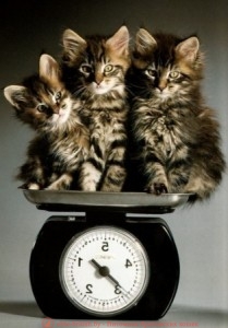 вес котенка, вес котят по месяцам, вес британских котят, вес шотландского котенка, таблица веса котят, вес котенка мейн кун, вес котенка в 3 месяца, вес котенка в 4 месяца, вес котенка в 2 месяца, вес котенка в 5 месяцев, вес шотландских котят по месяцам, вес котенка по месяцам таблица, вес британского котенка по месяцам, нормы веса котят, вес месячного котенка, нормальный вес котят, вес новорожденного котенка, вес новорожденных котят, таблица веса британских котят, рост и вес котенка, таблица веса шотландских котят, шотландские вислоухие котята вес, вес котенка в 6 месяцев, котенок не набирает вес, вес котят по неделям, вес котенка в 1 месяц, вес и возраст котенка, котенок не прибавляет в весе, вес обычного котенка, определить возраст котенка по весу, котенок плохо набирает вес, вес котят при рождении, вес котенка в 7 месяцев, вес котенка в 9 месяцев, вес котенка в три месяца, вес котенка в 8 месяцев, вес котенка в 1.5 месяца, вес котенка в 3 недели, вес 3 месячного котенка, прибавка в весе у котенка, вес котенка в два месяца, норма веса британских котят, вес двухмесячного котенка, вес трехмесячного котенка, вес кошки, британская кошка вес, вес шотландской кошки, вес кошки таблица, нормальный вес кошки, вес взрослой кошки, вес кошки в год, бенгальская кошка вес, вес кошки шотландской вислоухой, кошки мейн кун вес, норма веса кошек, средний вес кошки, сибирская кошка вес, вес британской кошки таблица, вес кошки по месяцам, вес абиссинской кошки, бенгальская кошка размеры и вес, вес кошки в 1 год, вес домашней кошки, кошка не набирает вес, русская голубая кошка вес, вес кошки русской голубой, вес кошки по возрасту, бобтейл кошки вес, абиссинская кошка размеры и вес, норвежская лесная кошка вес, вес взрослой шотландской кошки, вес сиамской кошки, мейкун кошка вес, вес ориентальной кошки, вес тайской кошки, бенгальская кошка вес рост, вес кошки в 7 месяцев, вес кошки в 6 месяцев, потеря веса у кошек, вес обычной кошки, шотландская вислоухая вес взрослой кошки, вес кошки в 4 месяца, британские кошки вес рост, персидские кошки вес, британские кошки размер вес, британская кошка вес по месяцам, кошка сфинкс вес, вес кошки в 3 месяца, кошка теряет вес, бурманская кошка вес, вес невской маскарадной кошки, вес кошек по возрасту таблица, почему кошка не набирает вес, весы кот, весы год кота, вес британского кота, вес шотландского кота, нормальный вес кота, вес взрослого кота, вес вислоухих котов, британец кот вес, средний вес кота, вес кота мейн куна, вес кота в 1 год, норма веса кота, вес бенгальского кота, шотландский вислоухий кот вес, таблица веса котов, как набрать вес коту, вес сибирского кота, вес кота в 4 месяца, вес кота в 5 месяцев, бенгальский кот размер вес, вес кота в 7 месяцев, вес кота в 6 месяцев, кот теряет вес, вес кота в 2 года, максимальный вес кота, британские коты вес рост, вес персидского кота, вес кота по месяцам, британский кот 1 год вес, мейн кун вес взрослого кота, британский кот вес взрослого, вес камышовый кот, вес котов по возрасту, потеря веса у кота, вес взрослого шотландского кота, вес кота в 3 месяца, вес кота в 8 месяцев, нормальный вес британского кота, таблица веса британских котов, вес кота в 9 месяцев, коты рекордсмены по весу, русский голубой кот вес, почему кот не набирает вес, британец вислоухий вес, вес британца в 3 месяца, вес британцев по месяцам, мейн кун вес, вес мейн куна по месяцам, вес котенка мейн кун, мейн кун вес рост, мейн кун размер и вес, мейн кун 4 месяца вес, мейн кун 5 месяцев вес, таблица веса мейн кунов, вес мейн кун 6 месяцев, вес взрослого мейн куна, вес мейн куна в год, мейн кун 3 месяца вес, мейн кун 8 месяцев вес, мейн кун 2 месяца вес, мейн кун описание породы вес, норма веса мейн куна, максимальный вес мейн куна, мейн кун вес взрослого кота, мейн кун не набирает вес, мейн кун форум вес, мейн кун средний вес
