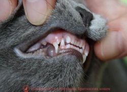возраст котенка по зубам, определить возраст котенка по зубам, определить возраст кошки по зубам, возраст кошки по зубам фото, возраст кошки по зубам, возраст кота по зубам, определить возраст кота по зубам