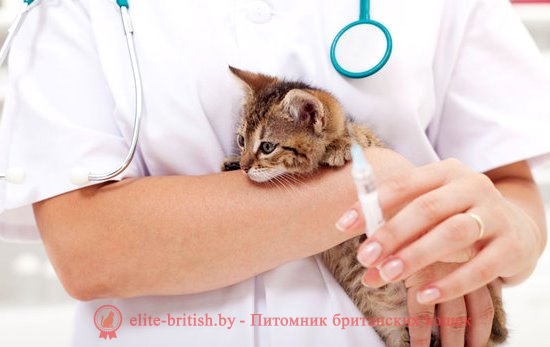 Прививки кошкам и котятам