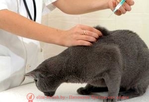 Прививки кошкам и котятам