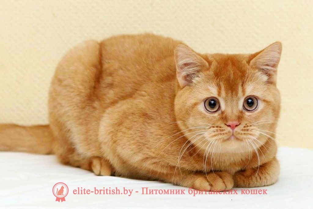рыжий британский кот, рыжий британец фото, рыжие британские котята фото, британский кот рыжий фото, рыжий британец, британские рыжие котята, рыжий британец кот, британская кошка рыжая, котята британцы рыжие фото, британцы рыжего окраса, котенок рыжий британец, британская короткошерстная кошка рыжая, британский кот рыжего окраса, британские котята рыжего окраса, британцы красного окраса, красный британец, красные британцы, британская красная кошка, британский кот красный, красные британские коты, красный окрас британских кошек, британский кот красного окраса, красный британец фото, фото красных британцев, красный окрас британских кошек, британец красного окраса, британский кот красного окраса, британец рыжего окраса, британский кот рыжего окраса, британские котята рыжего окраса