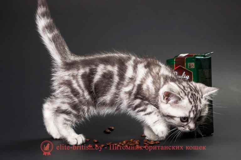 Серебристый табби окрас британских кошек (Британцы вискас)