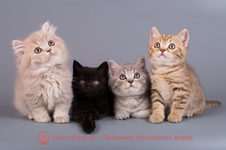 Окрасы будущих котят от вязок производителей однотонных и табби окрасов