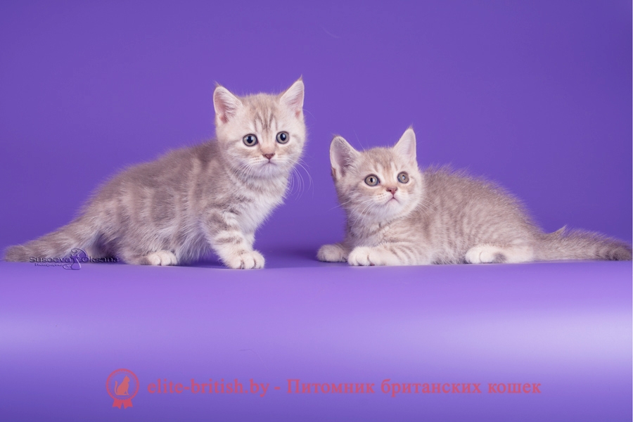 Окрасы будущих котят от вязок котов мрамор, пятнистых/полосатых, тикированных окрасов