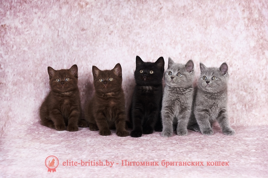 окраска британских кошек фото, окраски британских кошек, окраска британских котят, окраска британцев, окрасы британских кошек, окрас британцев, британские коты окрасы фото, кот британский окрас, окрасы британцев с фото, окрас британской породы кошек, окрасы британских кошек с фото, каких окрасов бывают британские кошки, окрас британских котят фото, коты британцы фото окрасы, кошки британцы окрасы, котенок британский окрас, британские короткошерстные кошки окрасы, окрасы котов британцев, котята британцы окрас, какие окрасы у британских кошек, кошки породы британец окрасы, название окрасов британских кошек, цвета британских кошек фото, цвета британцы, цвета британских кошек, цвета британских котов, какого цвета британские кошки, какого цвета британские кошки бывают, британские котята цвет, какого цвета британские котята, британец расцветки, британские котята, расцветки фото, расцветки британских кошек фото, расцветка британских кошек, британский кот расцветки, британские котята расцветки, британский кот рисунок, раскраска британских котят, раскраска британских кошек, какого окраса бывают британские котята, какие окрасы бывают у британцев, каких окрасов бывают британские кошки, какие окрасы бывают у британцев, какие окрасы у британских кошек, какого окраса бывают британские котята, какого цвета британские кошки, какого цвета британские кошки бывают, какого цвета британские котята, виды британцев, виды британской кошки, виды британских кошек фото, виды британских котов, разновидности британских кошек фото, разновидности британской породы кошек, разновидности британских кошек, разновидности британской породы кошек, разновидности британских кошек, британский кот разновидности, разновидность британских котят, разновидности британцев, какие бывают британские котята, британцы какие бывают, какие бывают британские кошки