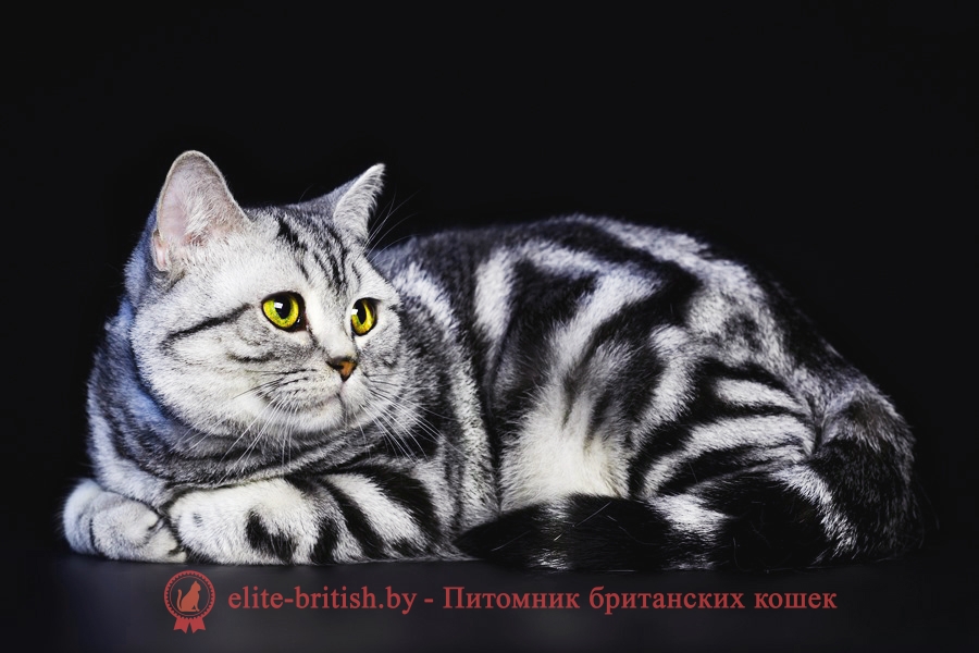 британский кот серебристый, серебристый британец фото, серебристые британцы, британские серебристые котята, тикированный британец, серебристый тикированный британец, кошки британские серебристые, британская короткошерстная окраса серебро, британский кот мраморный, мраморный британец, мраморный окрас британских котят, британский кот мраморного окраса, мраморный окрас британской кошки, британец мраморного окраса, котята британцы мраморный окрас, мраморный окрас британских котят, серебристый мраморный британец, британская мраморная кошка характер, британский кот мраморного окраса, британец голубой мрамор, британец черный мрамор на серебре, красный мраморный британец, британская мраморная кошка, мраморный окрас британской кошки, британские кошки черный мрамор, мраморная британская короткошерстная кошка, британские кошки мрамор на серебре, британский кот черный мрамор, британский кот мрамор на серебре, британский мраморный котенок, британские котята мрамор, британские котята мрамор на серебре, британский котенок черный мрамор, британец мрамор, британец мрамор на серебре, британец мраморный кот, британец мраморного окраса, черный мраморный британец, черный мрамор британцы, мраморный вислоухий британец, котята британцы мраморный окрас, мраморные британцы котята, британские котята мраморного окраса фото, мраморный британец фото, мраморная британская кошка фото, британские кошки мраморного окраса фото, британские коты мраморные фото, британские котята фото мраморные, британцы мрамор на серебре фото, кот британец фото мраморный, британцы мраморный окрас фото,