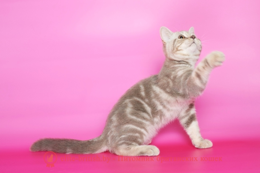 британский мраморный кот, британская мраморная кошка фото, британская мраморная кошка, мраморный британец котенок, мраморный британец кот, британские мраморные котята, британец кот фото мраморный, мраморный британец котенок фото, британский мраморный кот фото, британская кошка мраморный окрас, британский кот мраморного окраса, британские мраморные котята купить, британская вислоухая кошка фото мраморная, британские мраморные котята фото, британская кошка мраморный окрас фото, британская кошка серебристая мраморная, британские котята мра