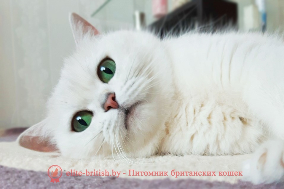 британская кошка с зелеными глазами, шиншилла с зелеными глазами, 