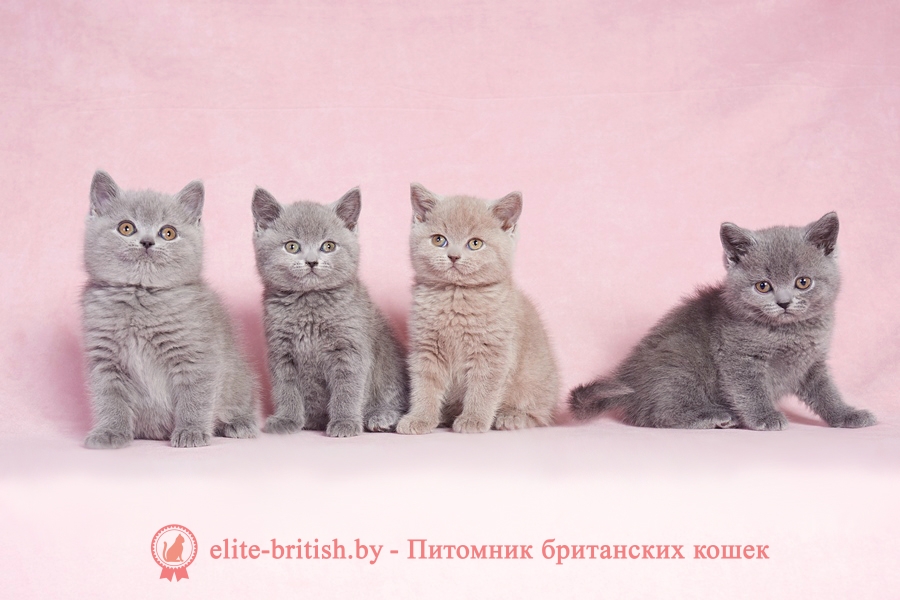 цвет глаз у британских кошек, какого цвета глаза у британских кошек, глаза у британских кошек цвет глаз у британских кошек, какие глаза у британских кошек