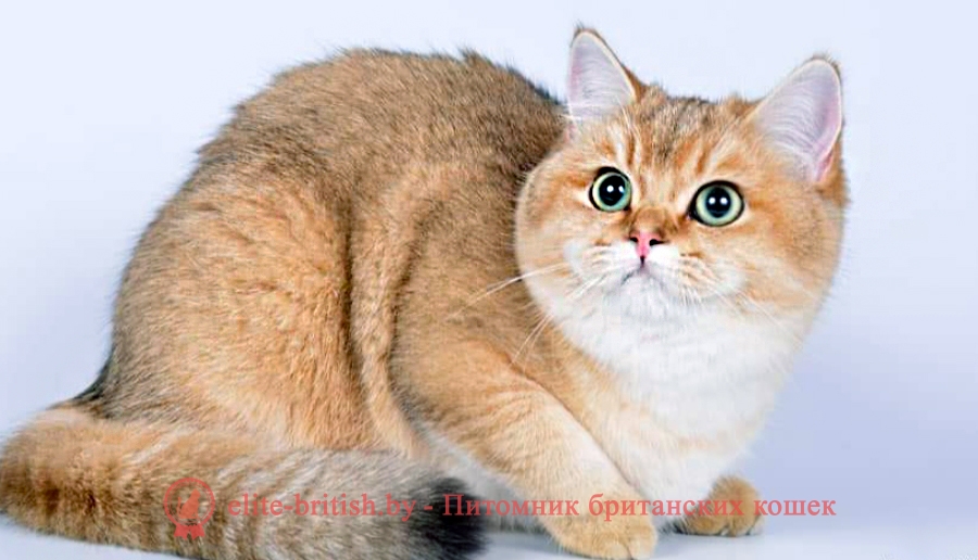 британский рыжий кот с зелеными глазами, британский кот с зелеными глазами, британская кошка с зелеными глазами, британская кошка рыжая с зелеными глазами, британская золотая кошка с зелеными глазами