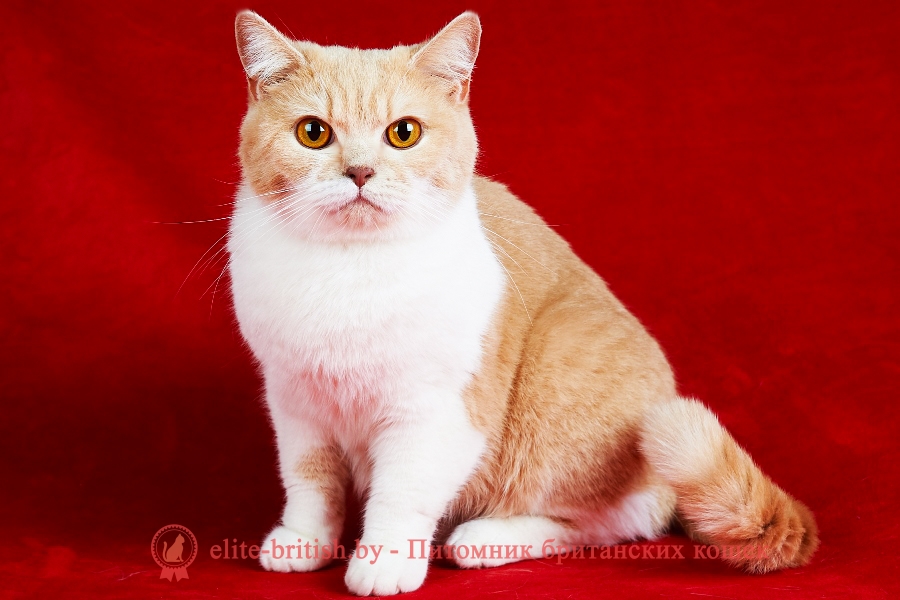 британские кошки с желтыми глазами, британский серый кот с желтыми глазами, кот серый британец вислоухий оранжевые глаза, британские котята лилового окраса с оранжевыми глазами, кот британский черный с желтыми глазами, белый британский кот с желтыми глазами