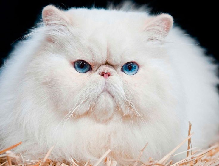 Белые персидские кошки
