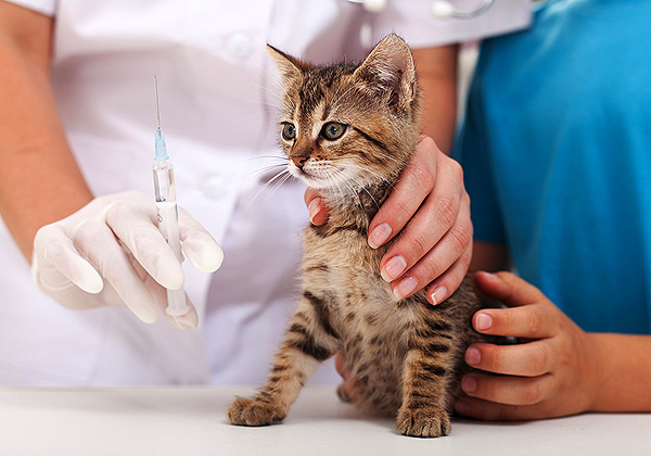 лечение пиодермии у котов