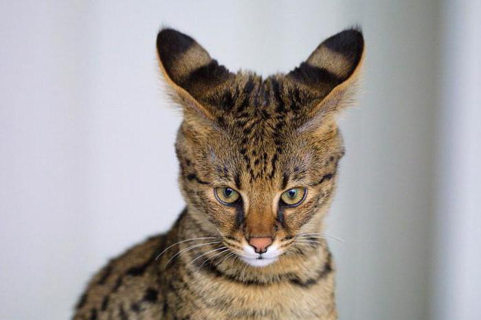 коты с большими ушами 