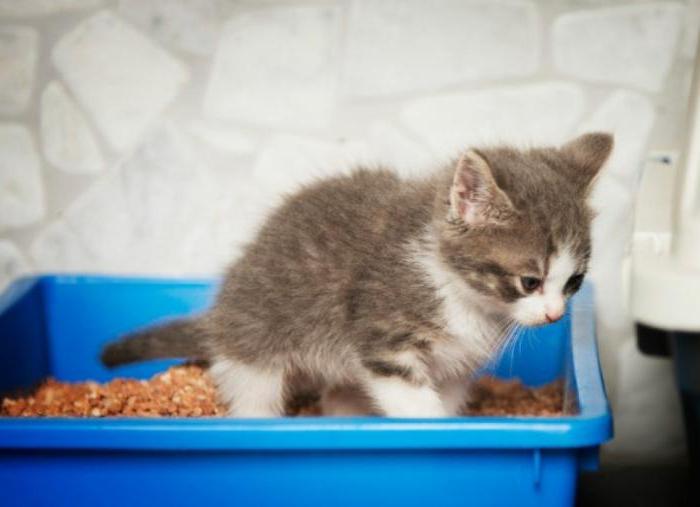 понос у котенка лечение в домашних условиях