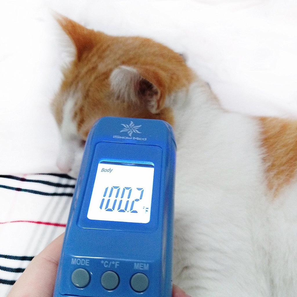 Измерение температуры коту
