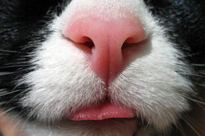 почему у котенка сухой нос
