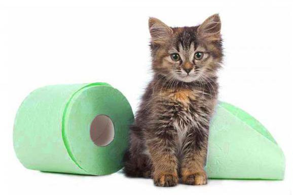 понос у кошек причины и лечение