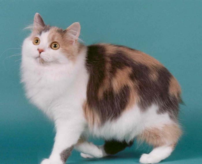 кошка без хвоста порода фото