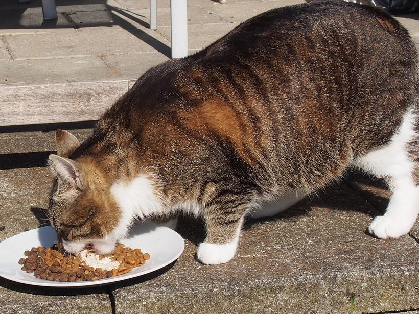 Ожирение кошки ветеринария