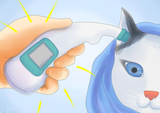 температура тела кошки норма