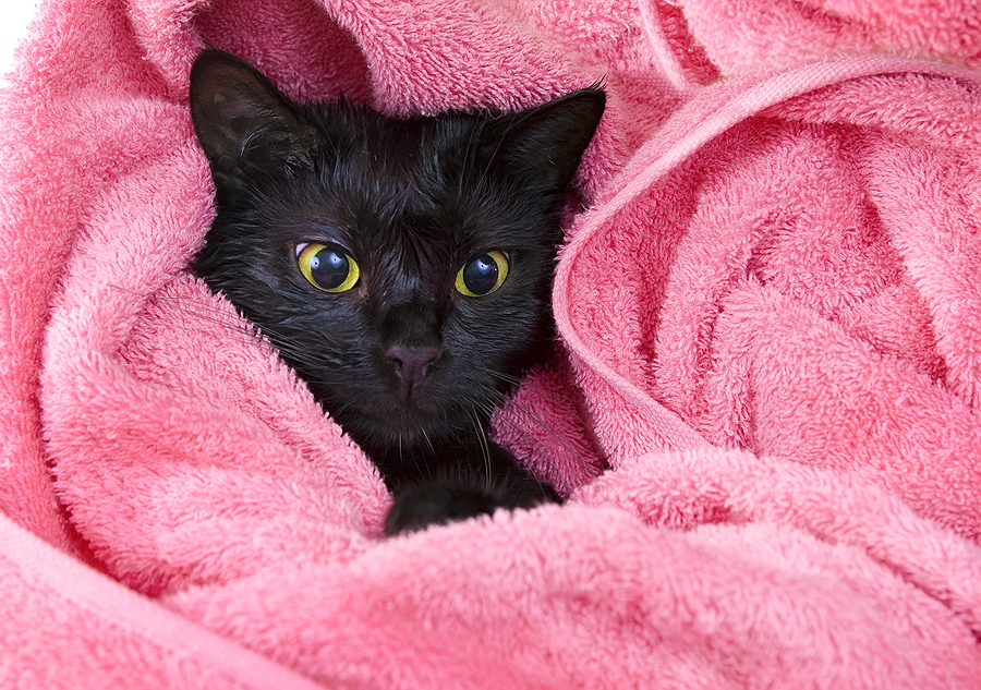 кошка в полотенце