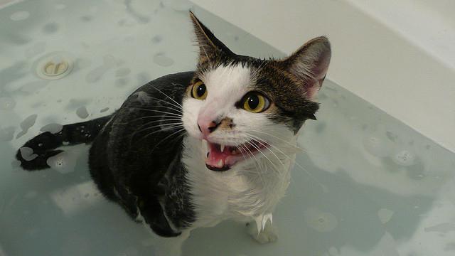 как искупать кота которого ни разу не мыли