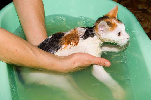 как искупать кота если он панически боится воды