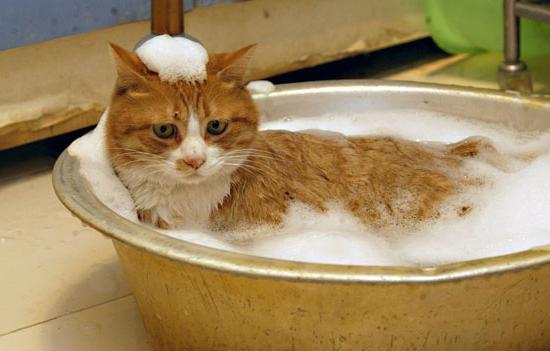 как искупать кота правильное купание