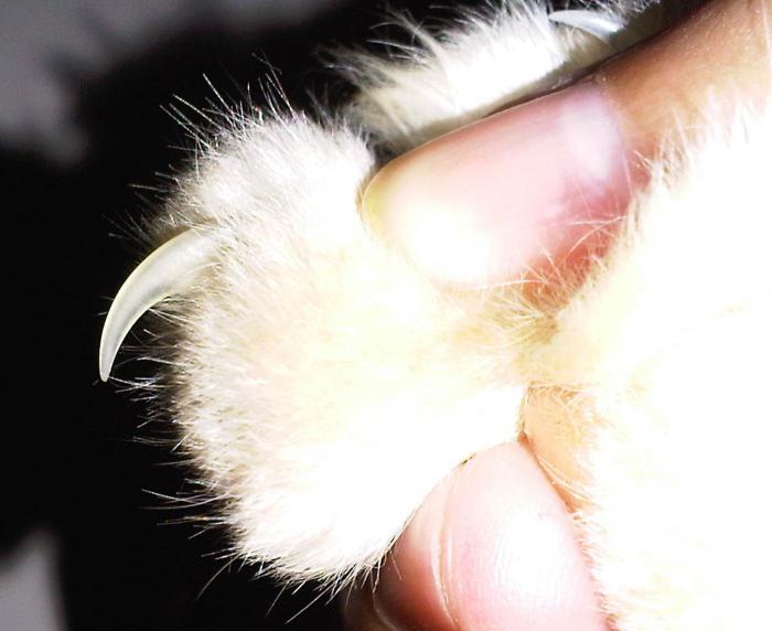антицарапки на когти для кошек