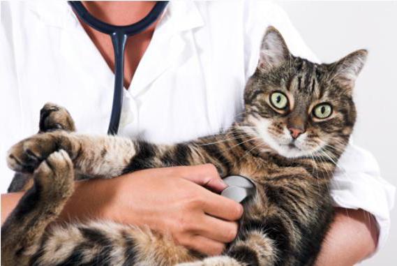 эпилепсия у кошек лечение как прекратить приступы
