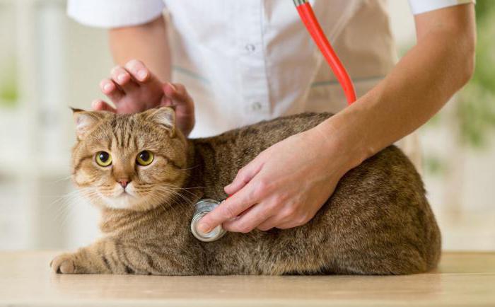 как кормить кошку правильно советы ветеринара 
