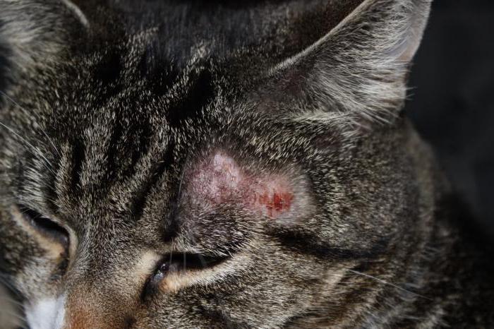 кошачий лишай симптомы лечение у кошки и человека