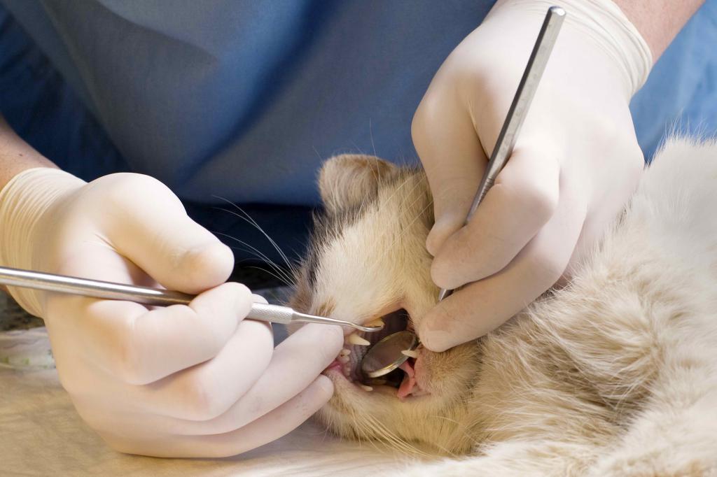 у ветеринара проверяем зубы кошки
