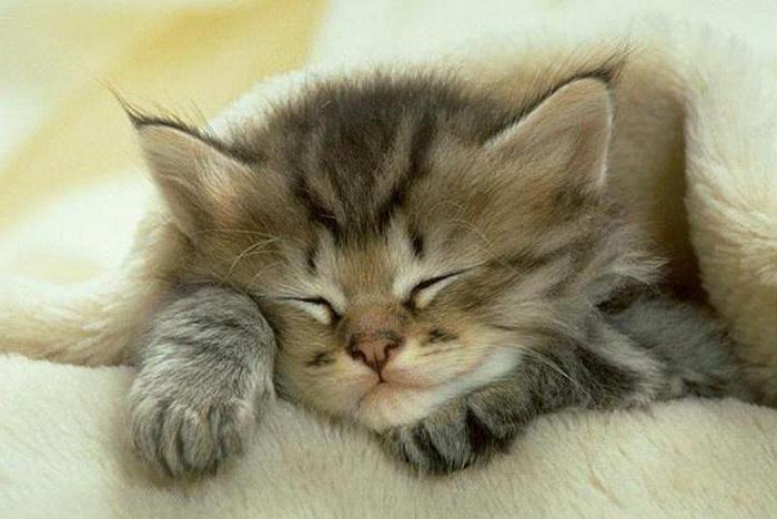 сколько кошки спят в сутки 