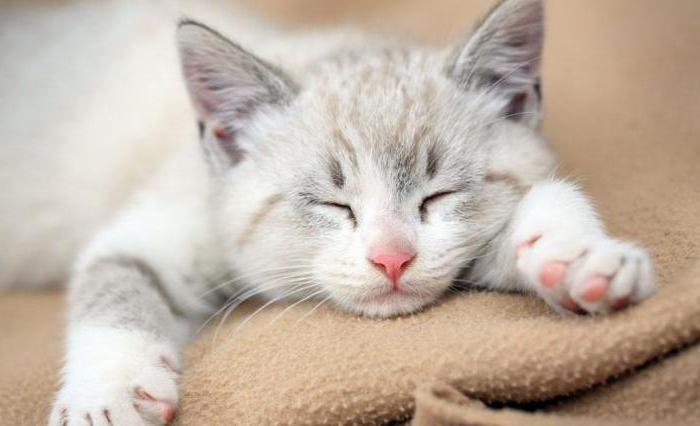 сколько часов в сутки спят кошки