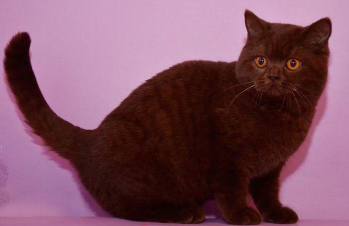 коричневый кот фото 