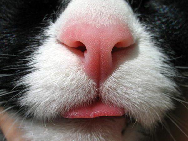 Какой должен быть нос у здоровой кошки сухой или мокрый