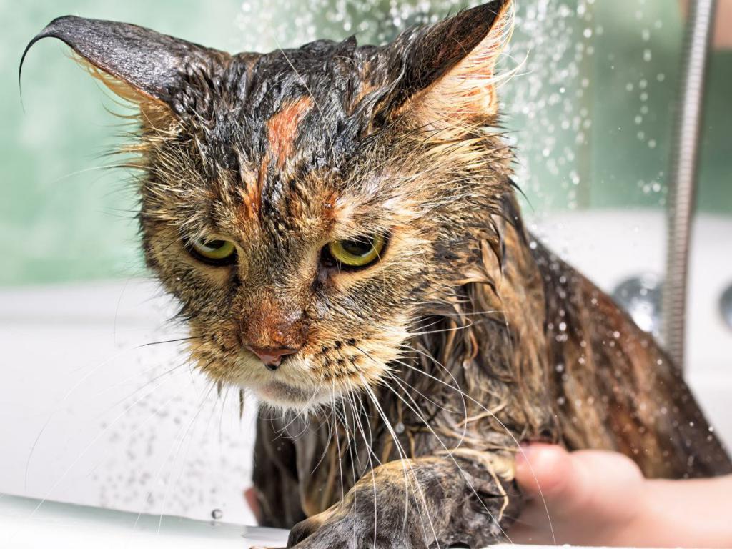 как мыть домашнюю кошку
